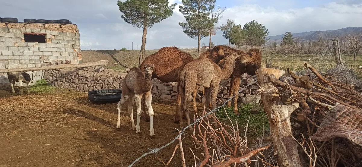شیر شتر